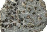 Block of Promicroceras Ammonites - Polished Side & Prepped Side #129290-3